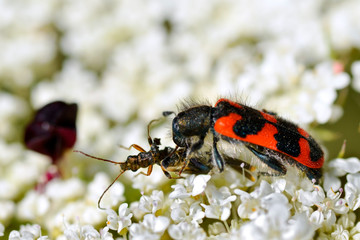 Macro of red and black beetle (Trichodes alvearius) on white flower eating an insect