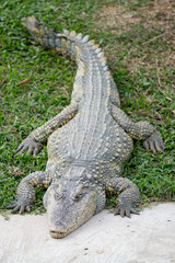 Obraz premium crocodile in zoo