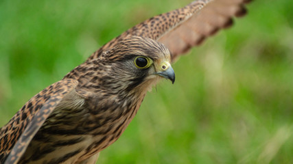 Falcon Hawk close up photo showing wings and head with eye refelctionand beak