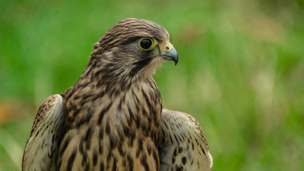 Falcon Hawk close up photo showing wings and head with eye refelctionand beak