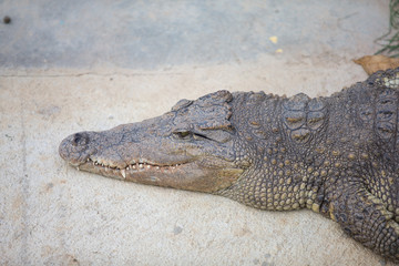 crocodile with mouth 