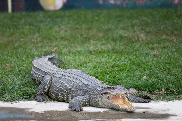 crocodile with mouth open