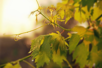 Obraz premium vineyard, grape leaves and vines at sunset, very soft focus