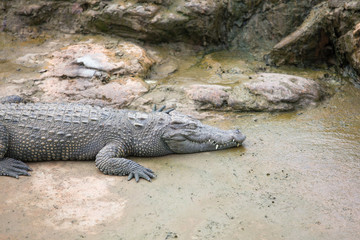 crocodile with mouth
