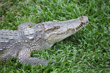 crocodile with mouth