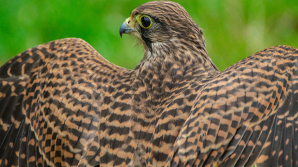 Falcon Hawk close up photo showing wings and head with eye refelctionand beak