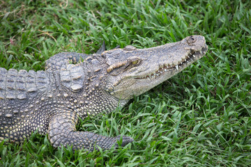 crocodile with mouth