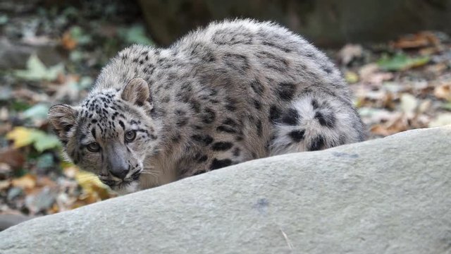Kitten of snow leopard - Irbis (Panthera uncia) lurks behind the stone
