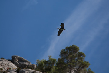 bird in flight