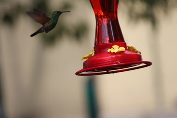colibrí © roselosfoto