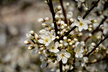 flowers in spring
