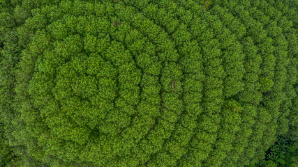 Aerial view rubber tree forest, Top view of rubber tree and leaf plantation. - obrazy, fototapety, plakaty