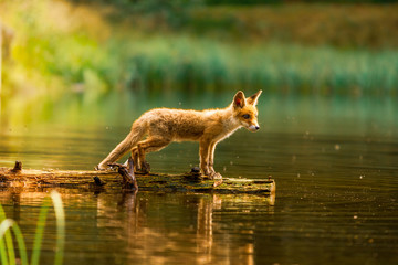 Cute Red Fox, Vulpes vulpes in fall forest. Beautiful animal in the nature habitat. Wildlife scene from the wild nature. Red fox running in orange autumn leaves