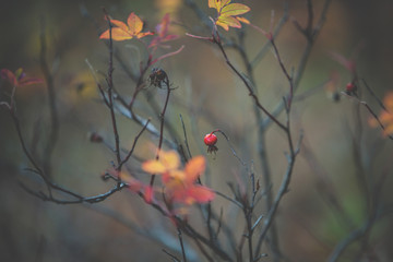 Image of autumn dogrose bush with ripe red berries in cold weather