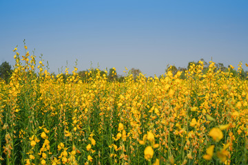 Obraz premium The yellow Pummelo flowers field background in countryside, Thailand.