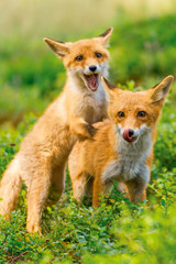 Cute Red Fox, Vulpes vulpes in fall forest. Beautiful animal in the nature habitat. Wildlife scene from the wild nature. Red fox running in orange autumn leaves