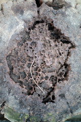 lichen on rock