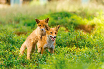 Cute Red Fox, Vulpes vulpes in fall forest. Beautiful animal in the nature habitat. Wildlife scene from the wild nature. Red fox running in orange autumn leaves