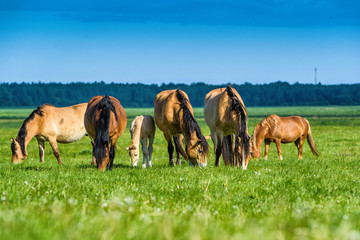 Fototapeta na wymiar horses on the green field