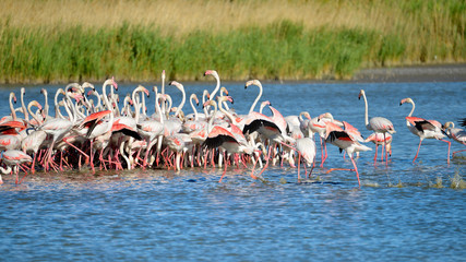 Group of flamingos (Phoenicopterus ruber) in water, in the Camargue is a natural region located...