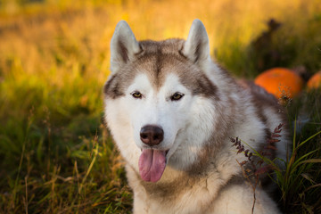 Portrait of adorable siberian Husky dog lying next to a pumpkin for Halloween at sunset in the meadow © Anastasiia