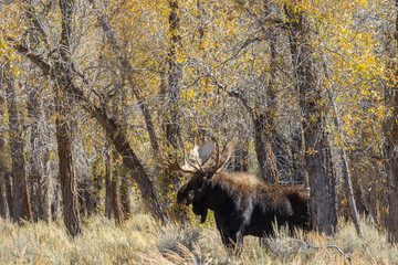 Bull Shiras Moose in Fall