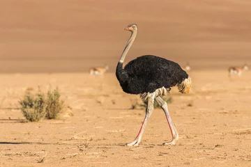 Fotobehang Common ostrich ( Struthio camelus), Sossusvlei, Namibia. © Gunter