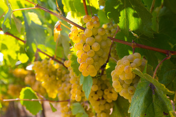 Fototapeta premium White grapes with blurred vineyard background