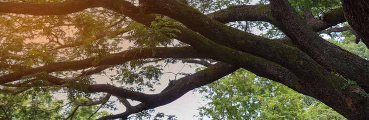 Tree banner with large branches extending out.
