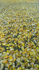 Autumn foliage beige yellow