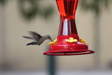 colibri © roselosfoto