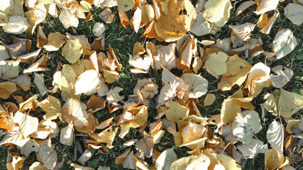 Autumn foliage beige yellow