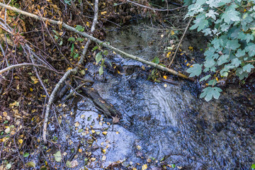 Branches, Leaves And Stream 2