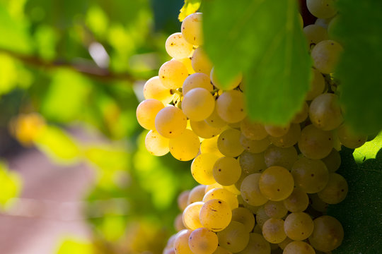 Ripe white grapes on vine