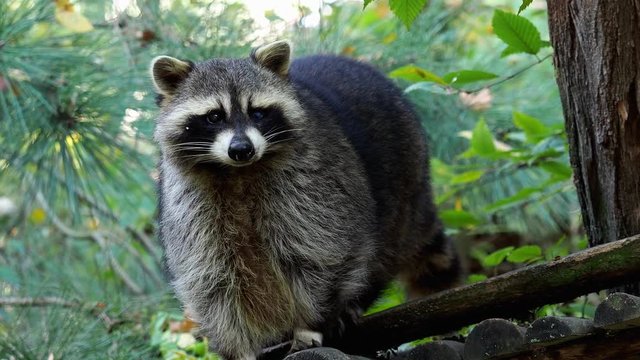 Raccoon (Procyon lotor) and trees in background. Also known as the North American raccoon.