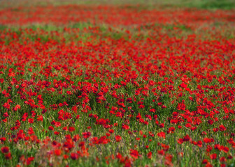 field of red poppies