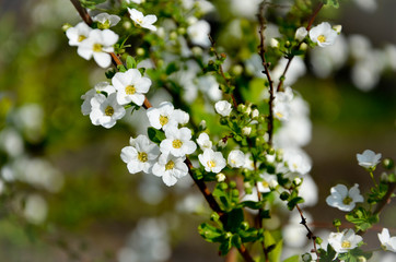 white flowers 