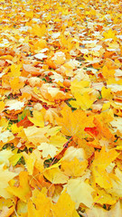 Autumn foliage beige yellow