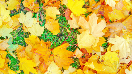 Autumn foliage beige yellow
