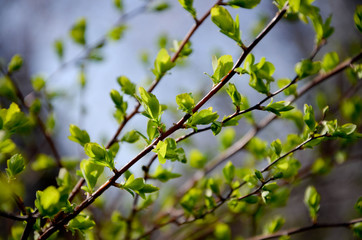spring leaves