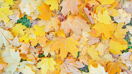 Autumn foliage beige yellow