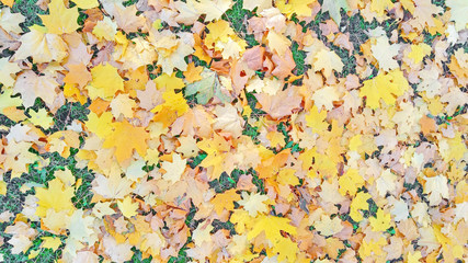 Autumn foliage beige yellow