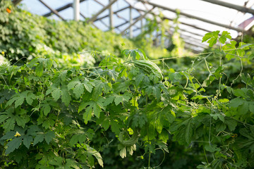 Rows of bitter cucumber