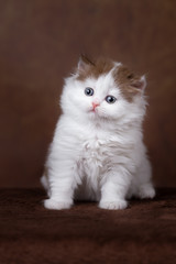 Zuckersüßes Katzenbaby Kitten Katzenkind vor braunem Hintergrund 