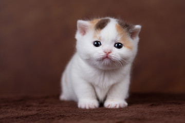 Fototapeta na wymiar Zuckersüßes Katzenbaby Kitten Katzenkind vor braunem Hintergrund 
