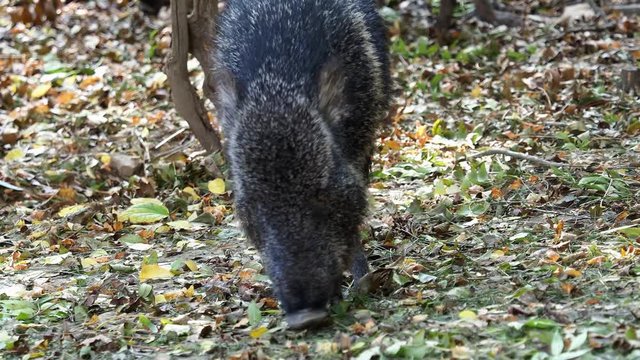 Chacoan peccary (Catagonus wagneri) eats autumn leaves.