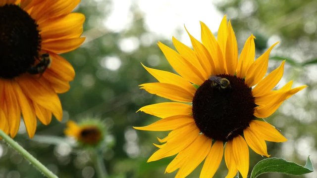 Wide shot looking up at a bee pollinating a sunflower on a beautiful day.