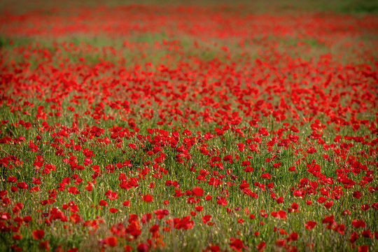 field of red poppies © Stefan
