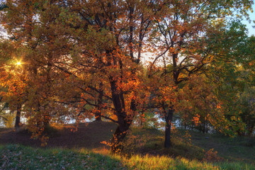 oak at sunset