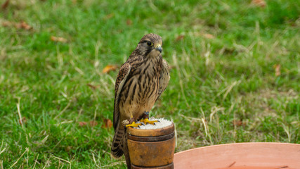 Obraz premium Falcon Eagle Hawk